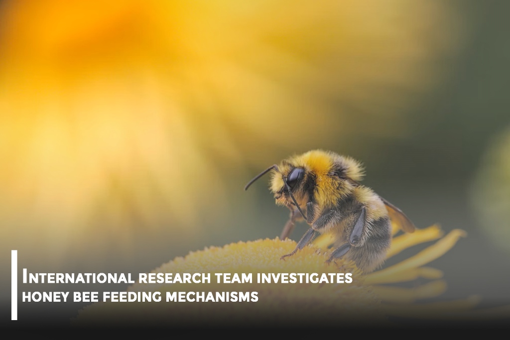 Honey Bees Adapt Eating Techniques in Response to Changing Resources: Study